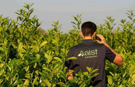 Medewerker van Aalst Tuinplanten aan het bellen in een veld vol hagen